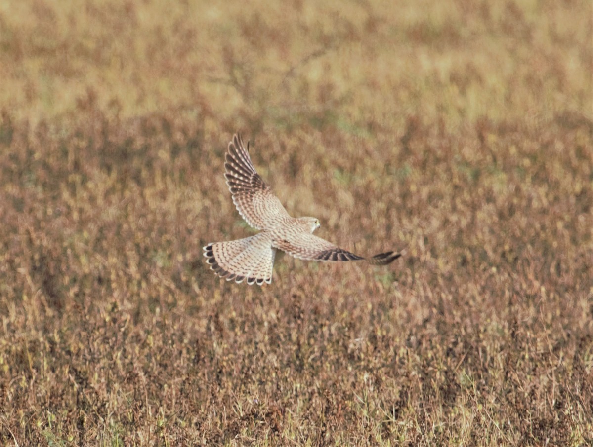 Eurasian Kestrel - ML249769371