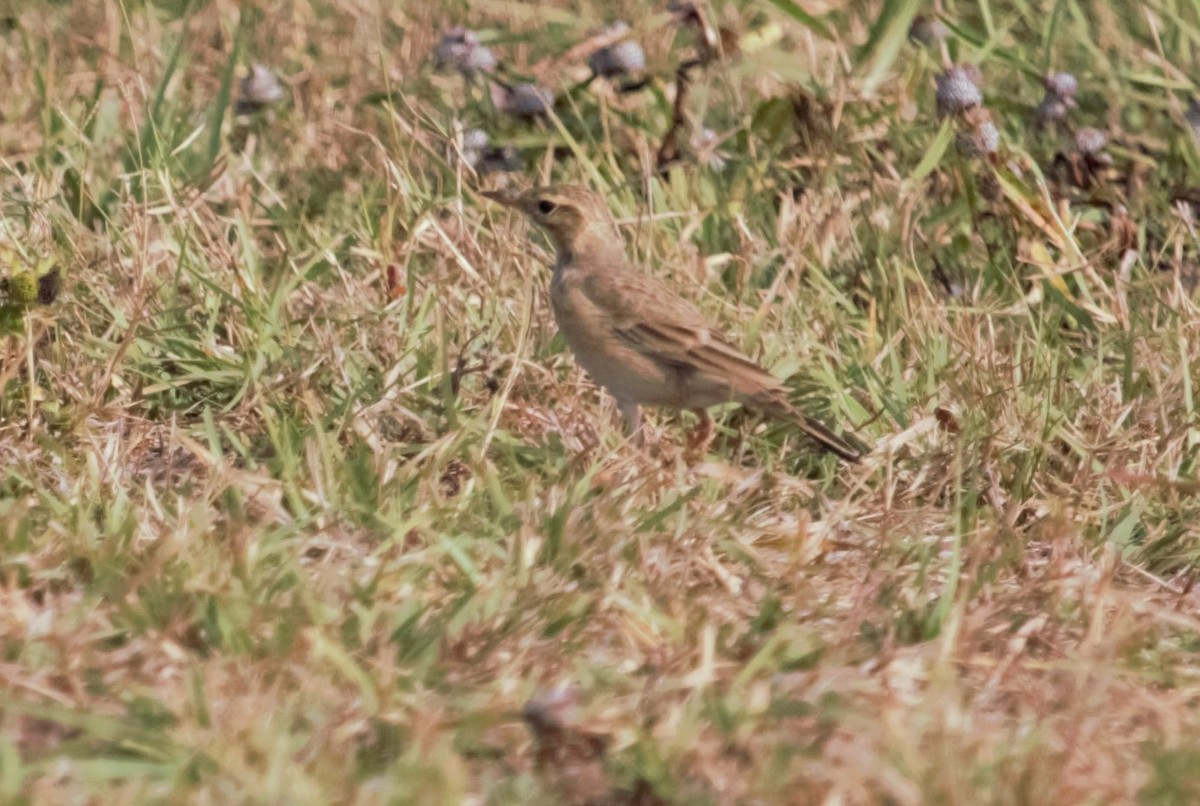 Pipit rousset - ML249769401