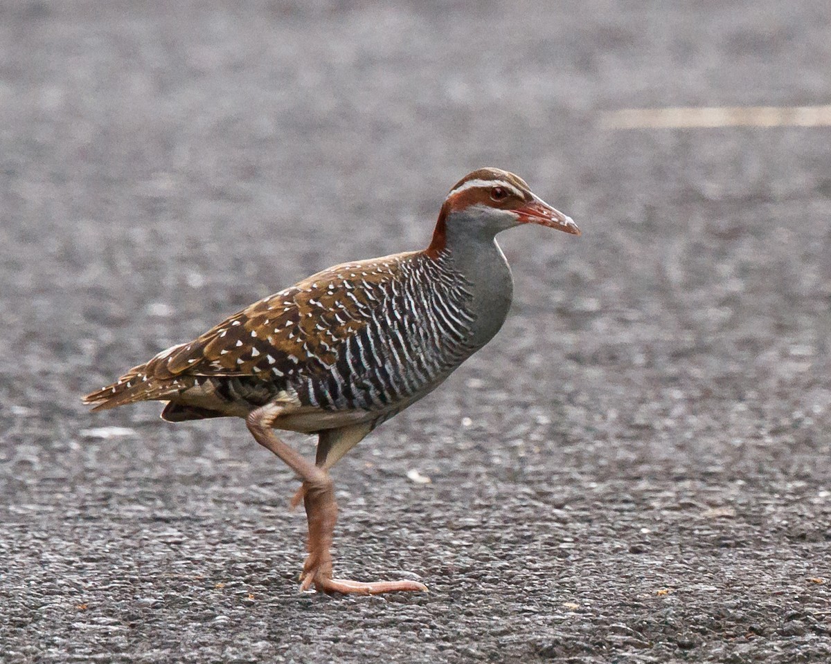 Buff-banded Rail - ML24976941