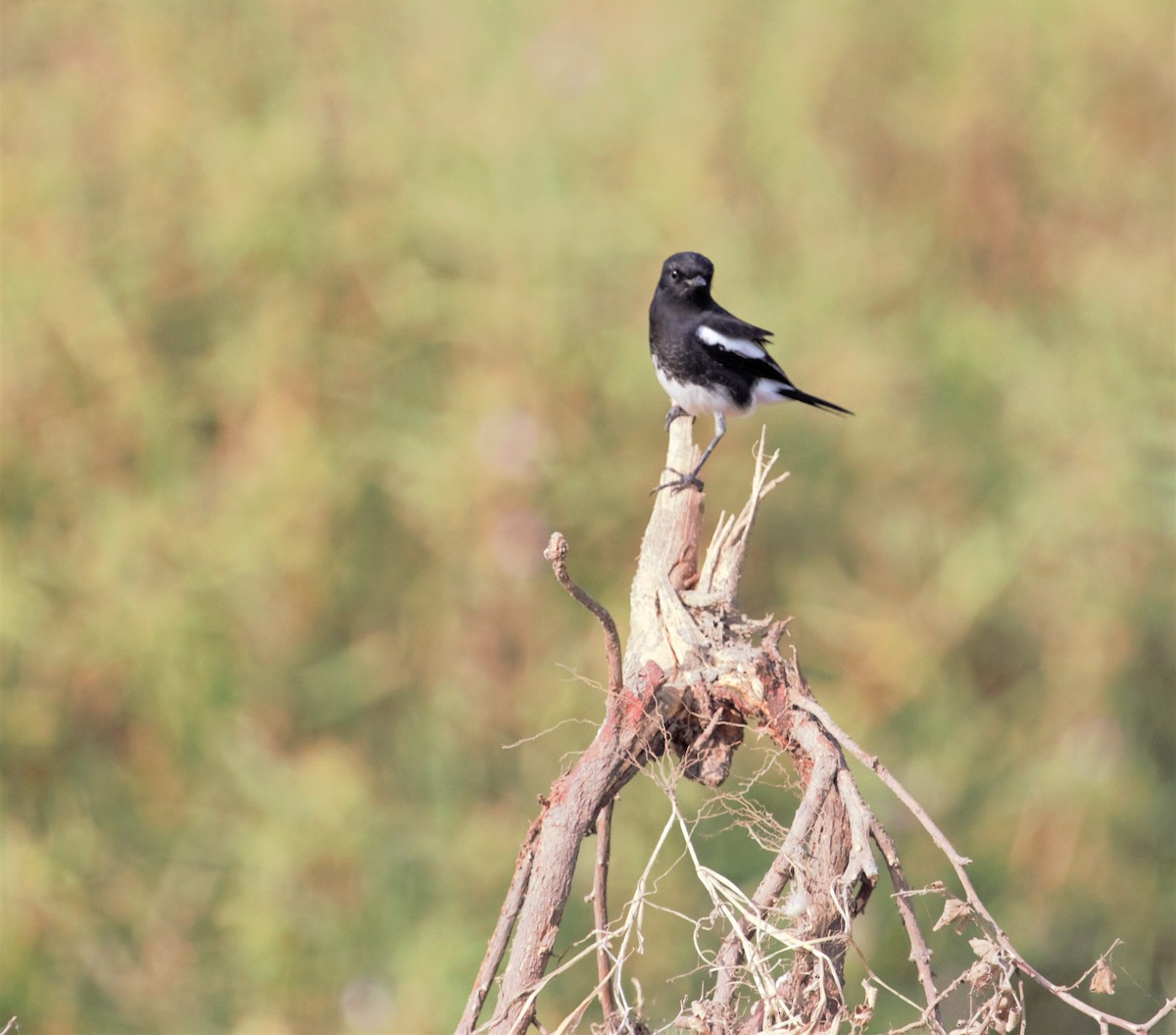 Pied Bushchat - ML249769491