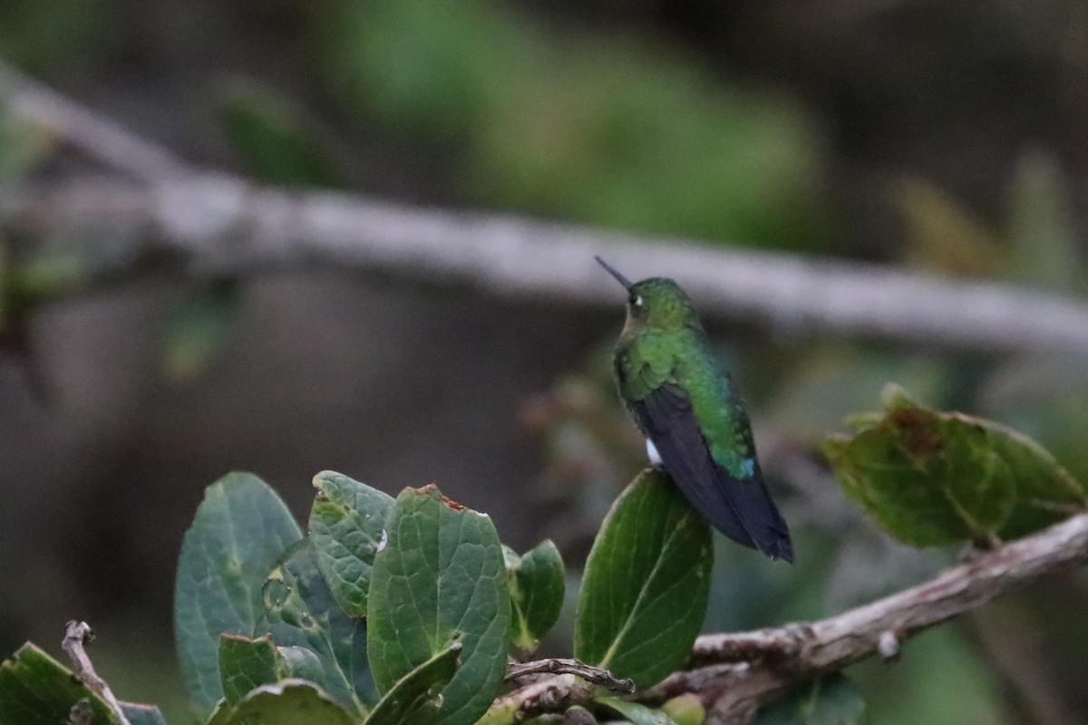 kolibřík zelenkavý - ML249769601