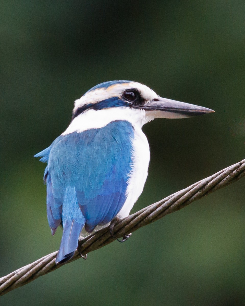 Pacific Kingfisher - ML24976961