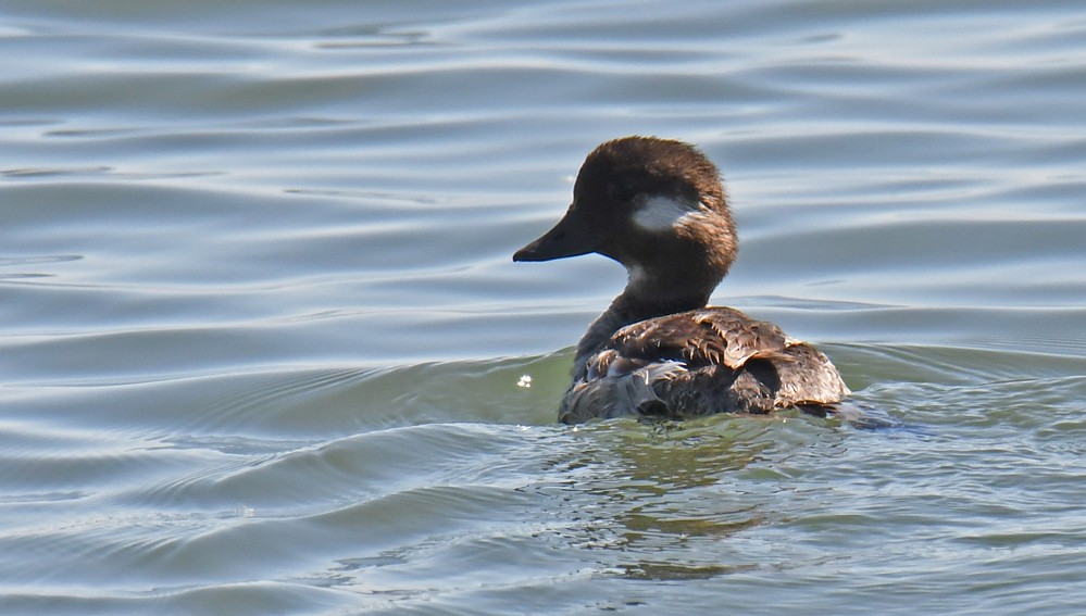 Bufflehead - ML249769621