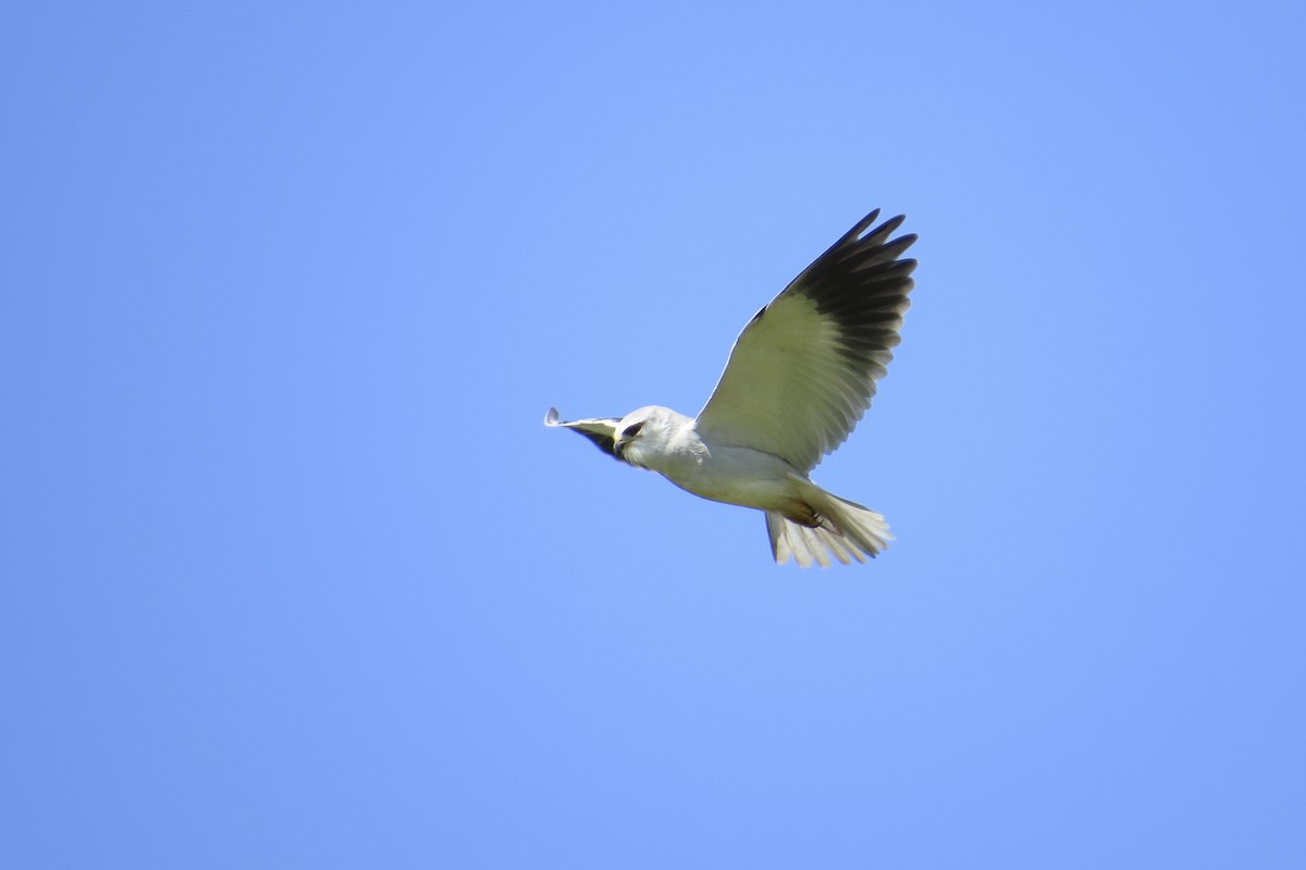 Black-winged Kite - Jim Sweeney