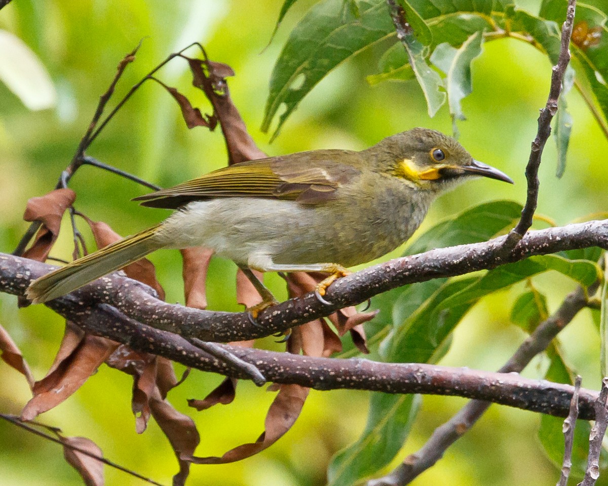 Eastern Wattled-Honeyeater - Jeff Stacey