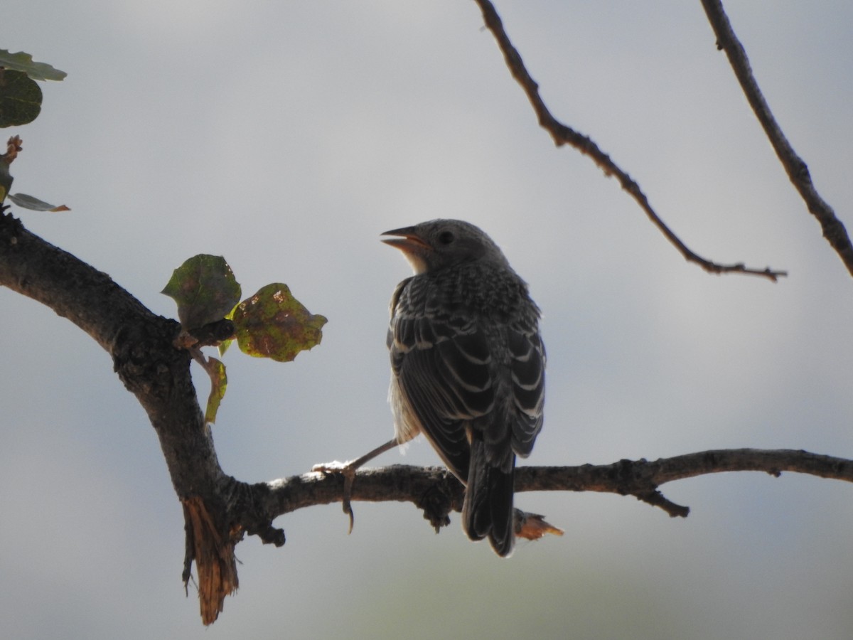 Brown-headed Cowbird - ML249770011
