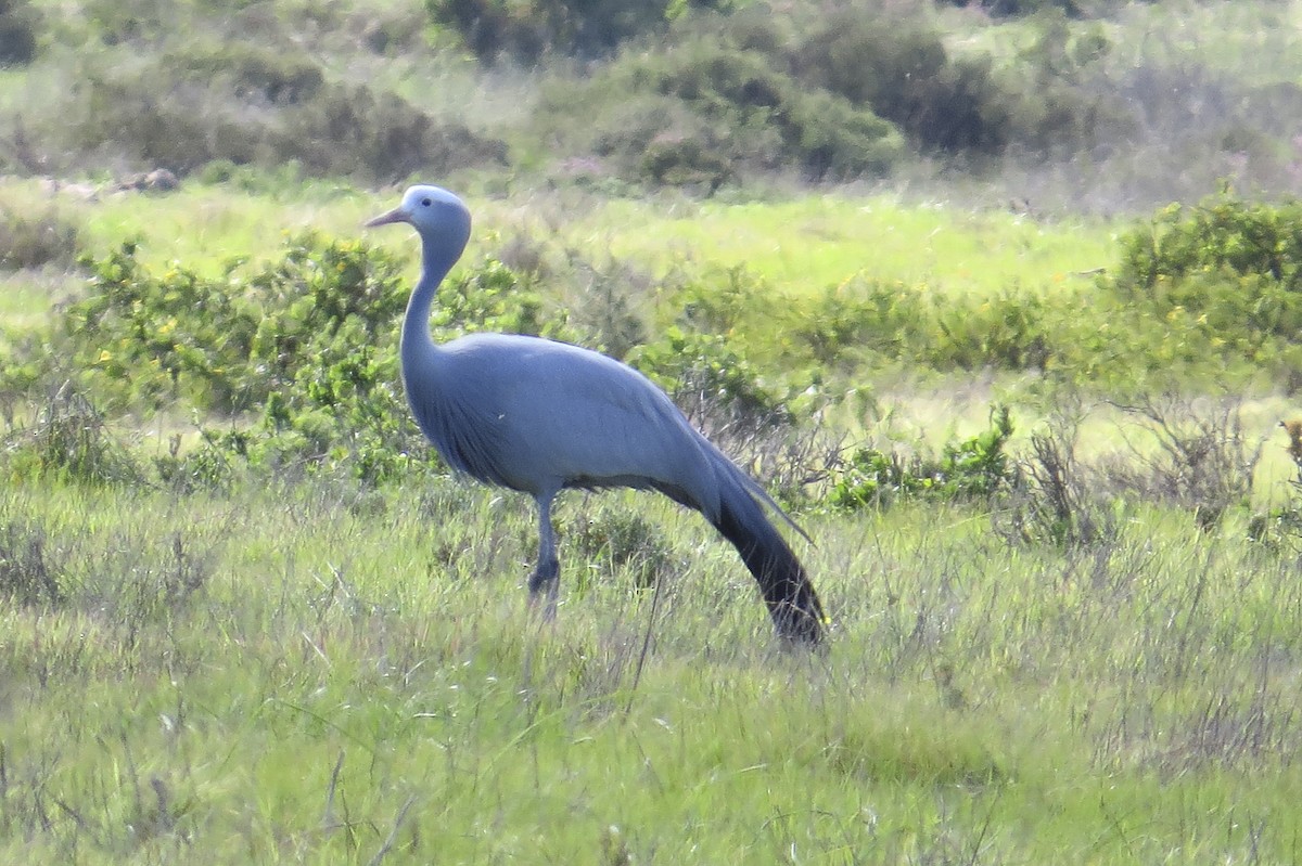 Blue Crane - ML24977061