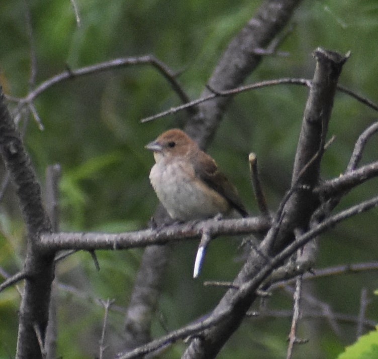 Indigo Bunting - ML249772261