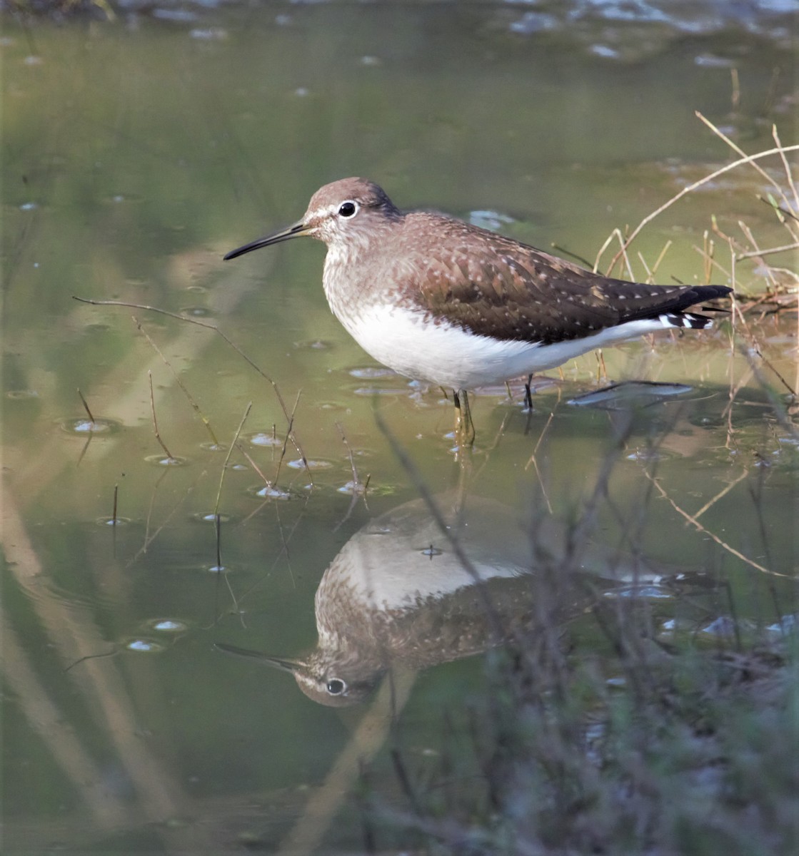 Green Sandpiper - PARTH PARIKH