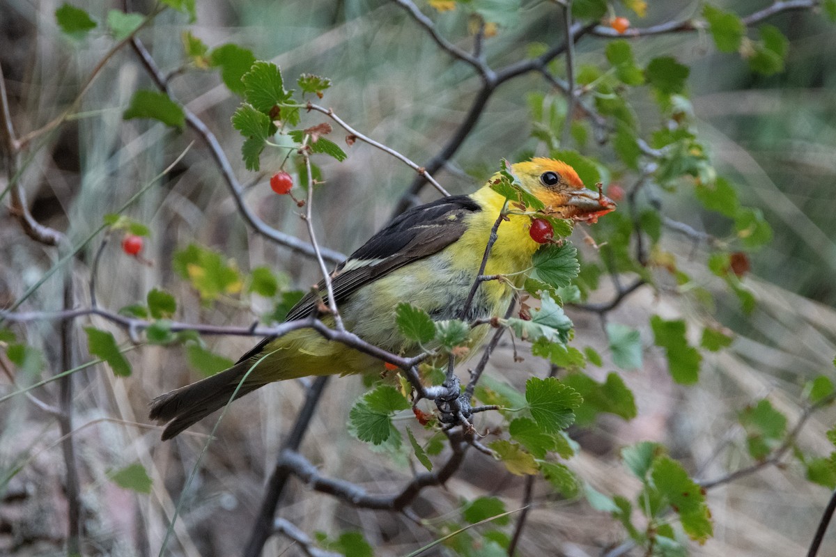Western Tanager - ML249773181