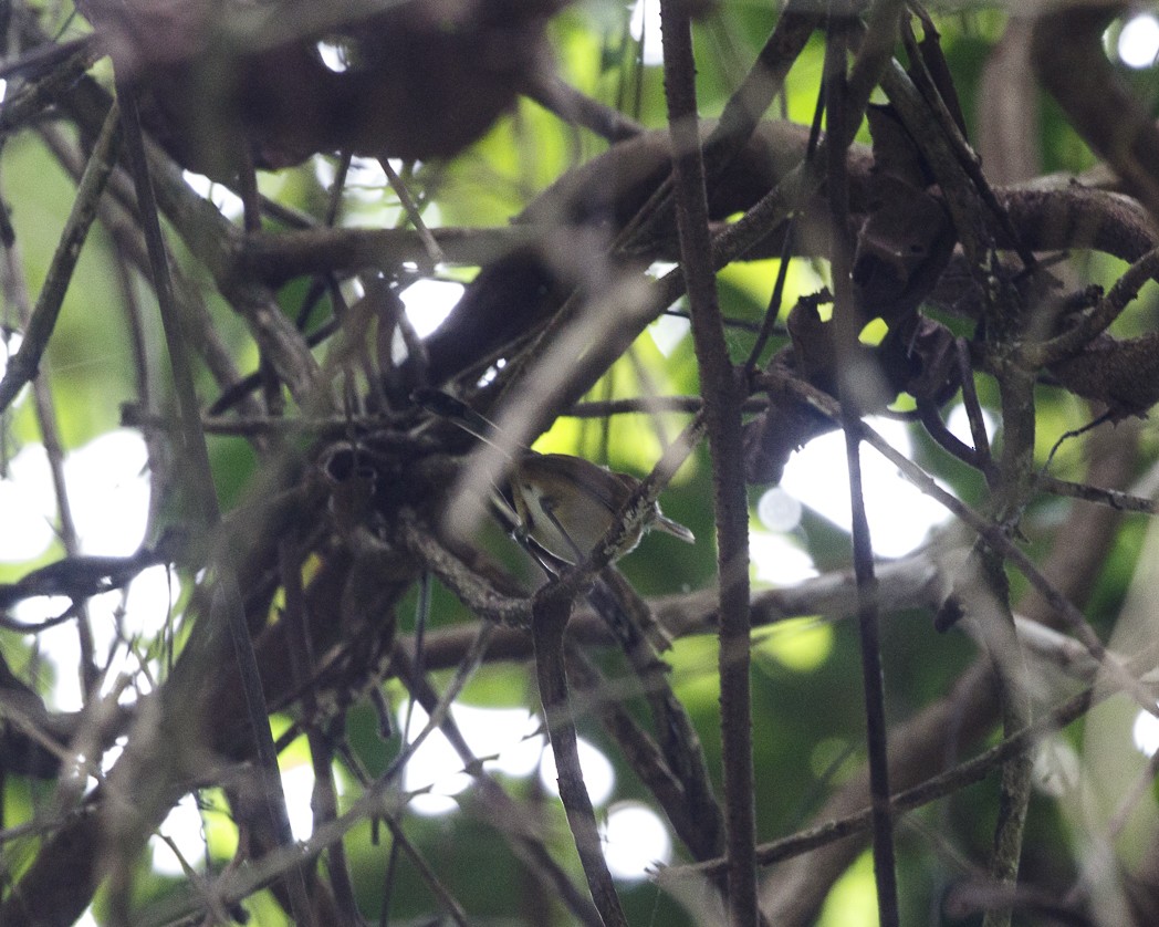 Long-billed Gnatwren (Trilling) - Silvia Faustino Linhares