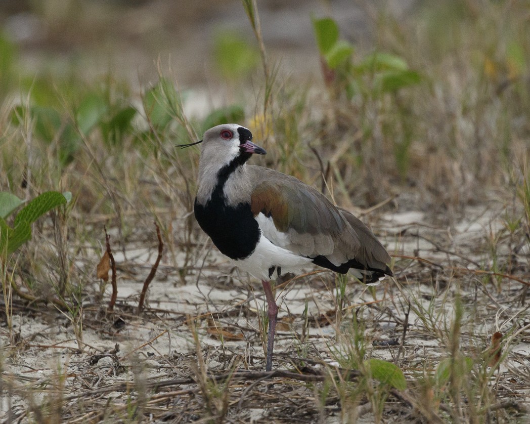 Southern Lapwing - ML249777881