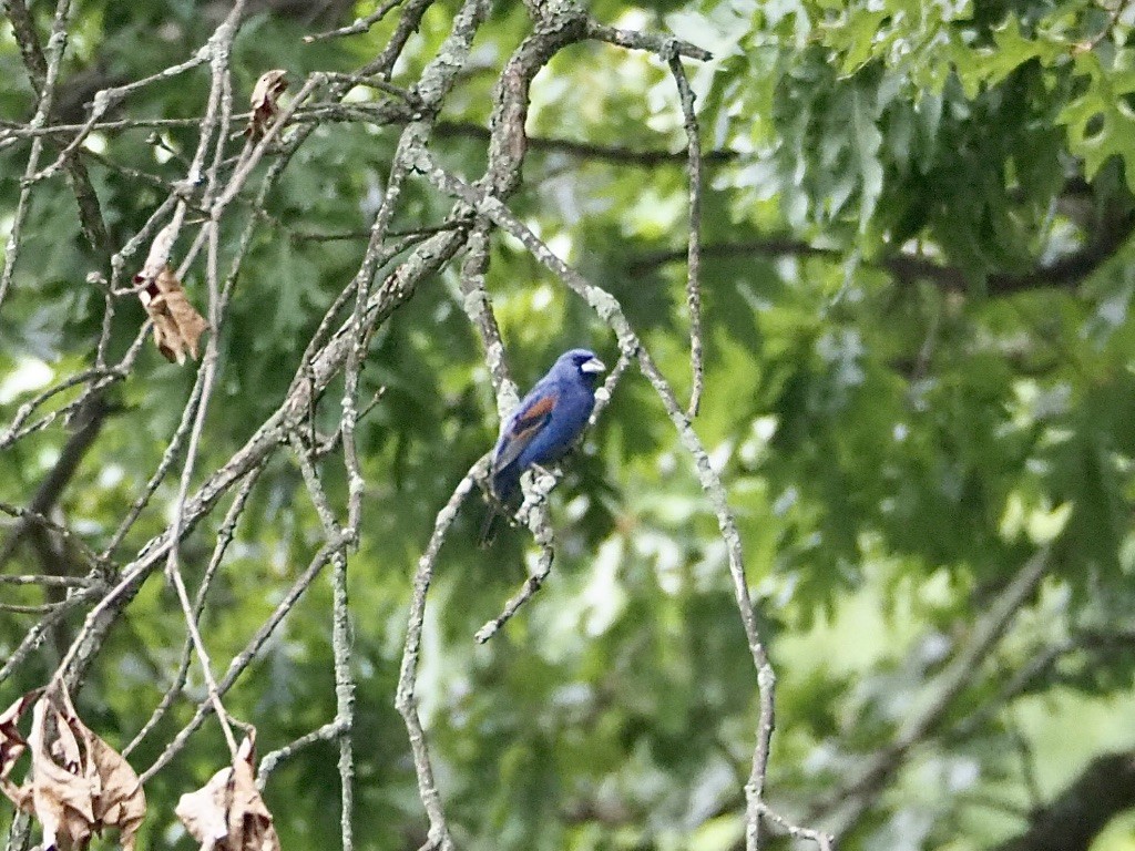 Blue Grosbeak - ML249784221