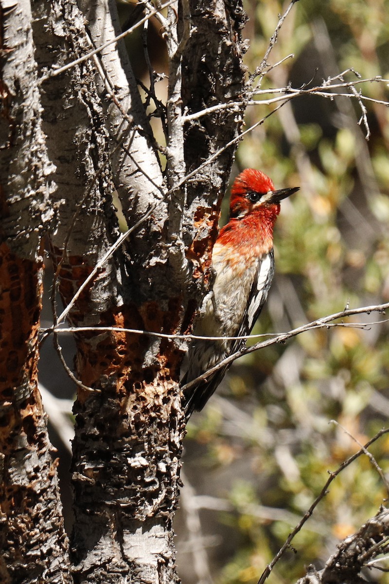 Red-breasted Sapsucker - ML249785581