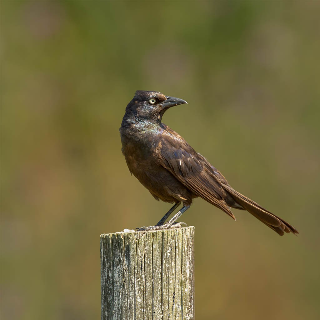 Common Grackle - James Spitznas