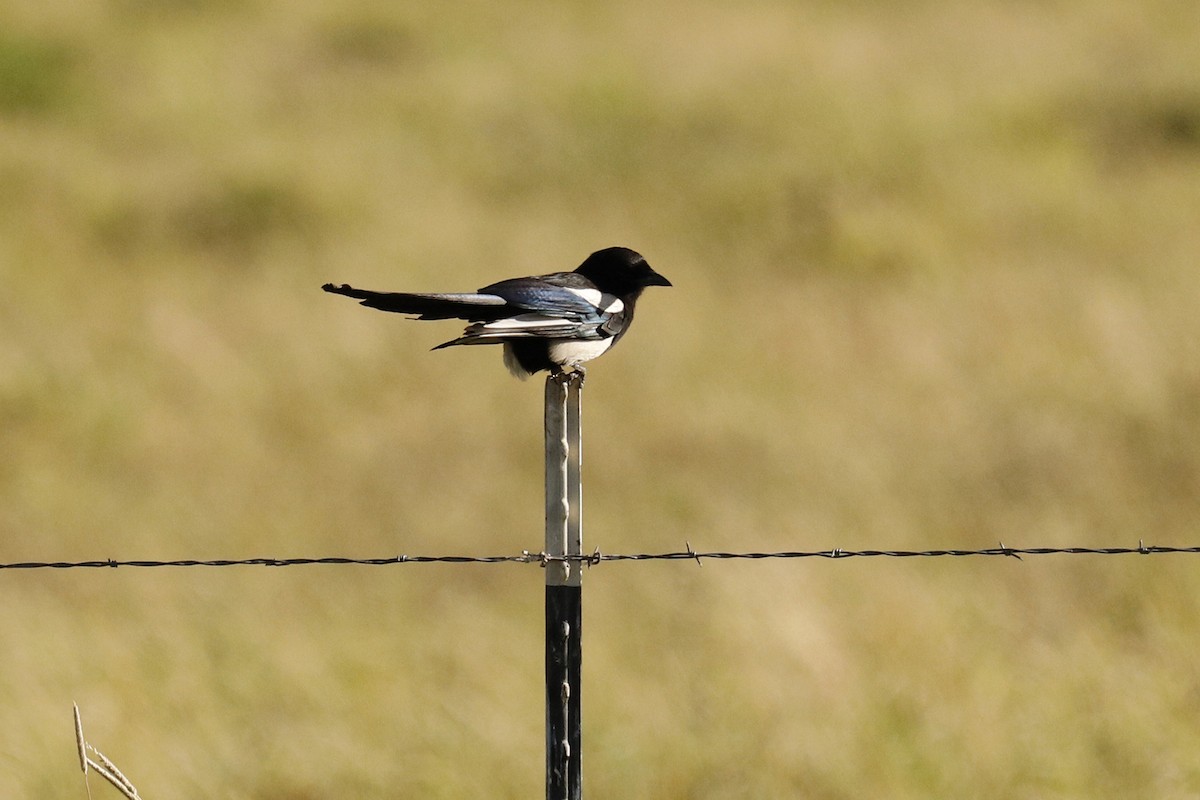 Black-billed Magpie - ML249787181