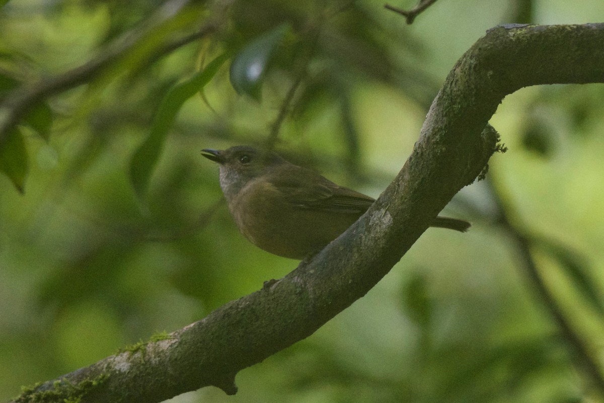 Golden Whistler - ML249789121