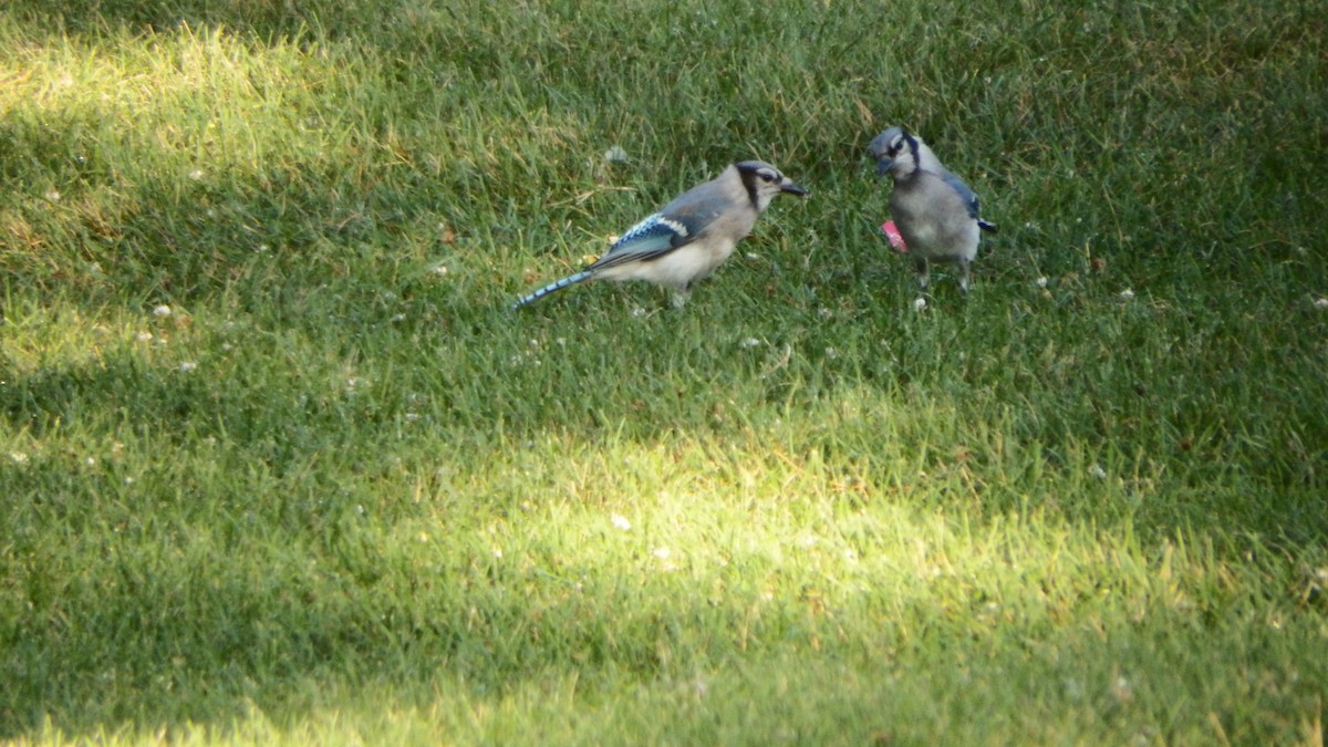 Blue Jay - ML249789851