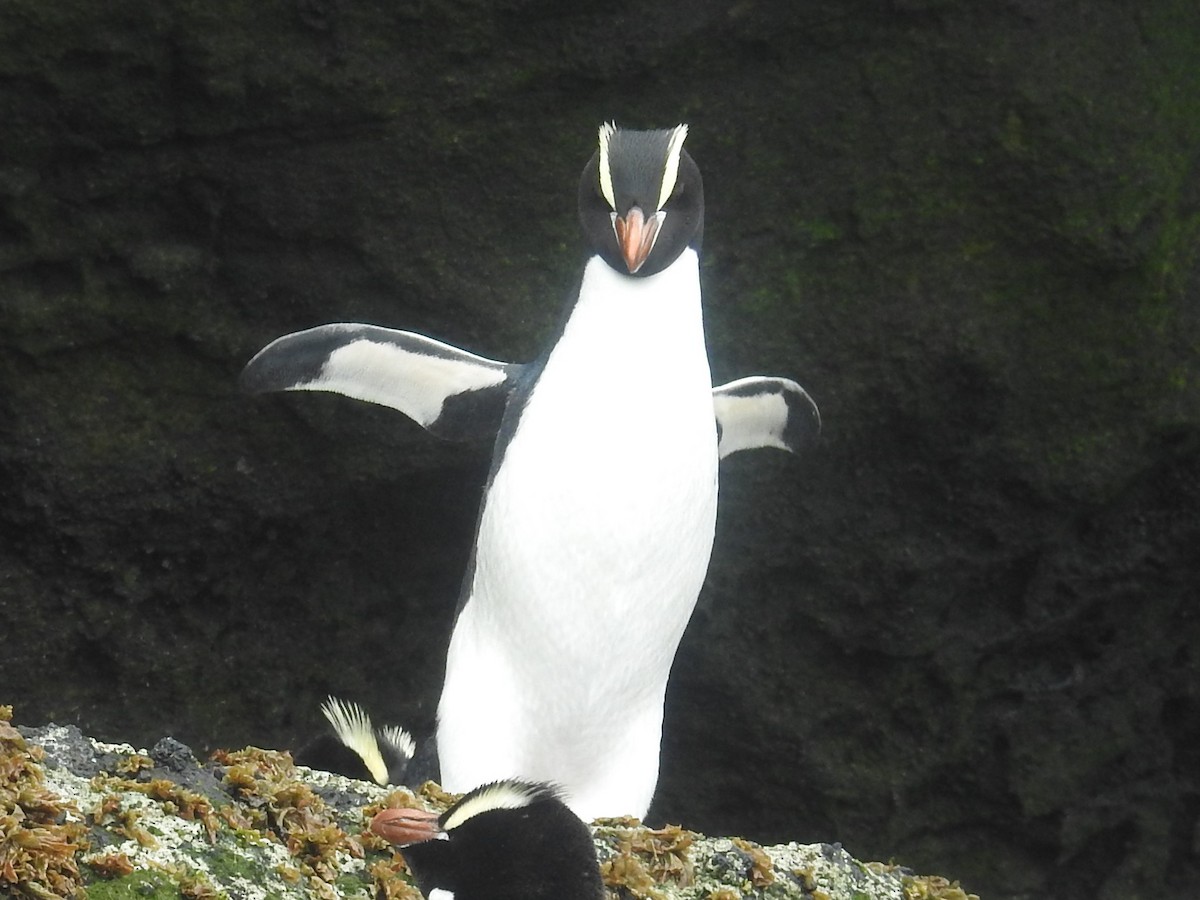 Erect-crested Penguin - Cathryn Dippo