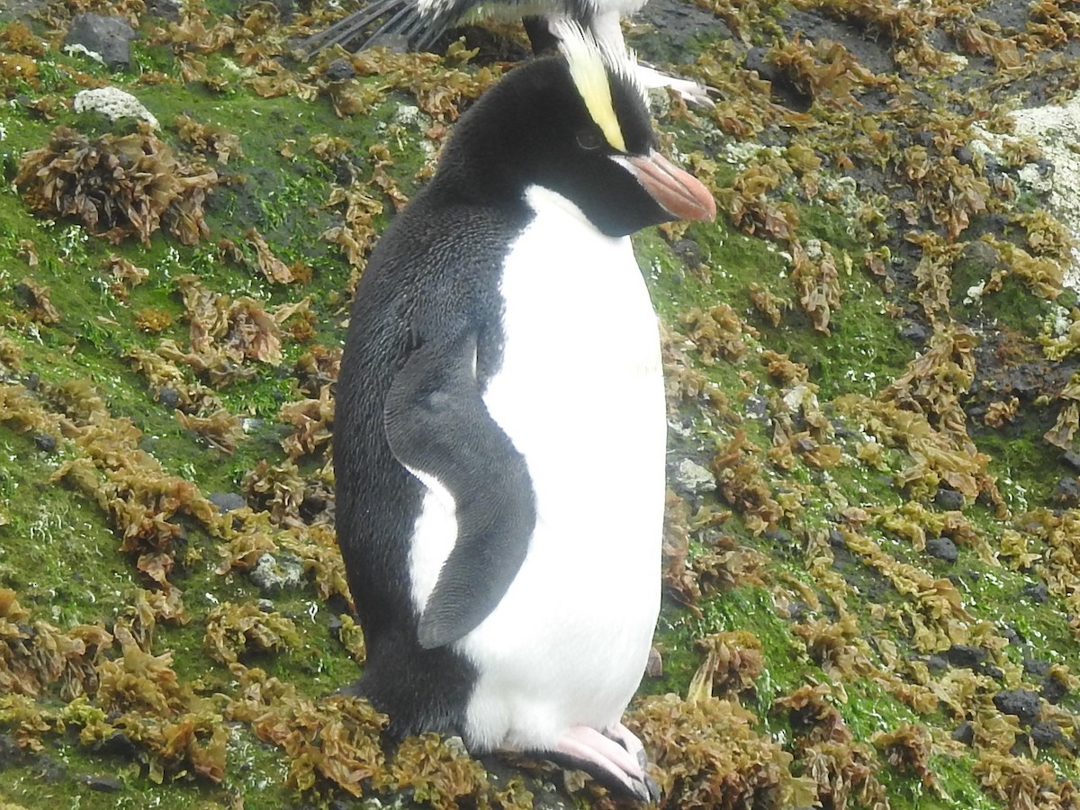 Erect-crested Penguin - Cathryn Dippo