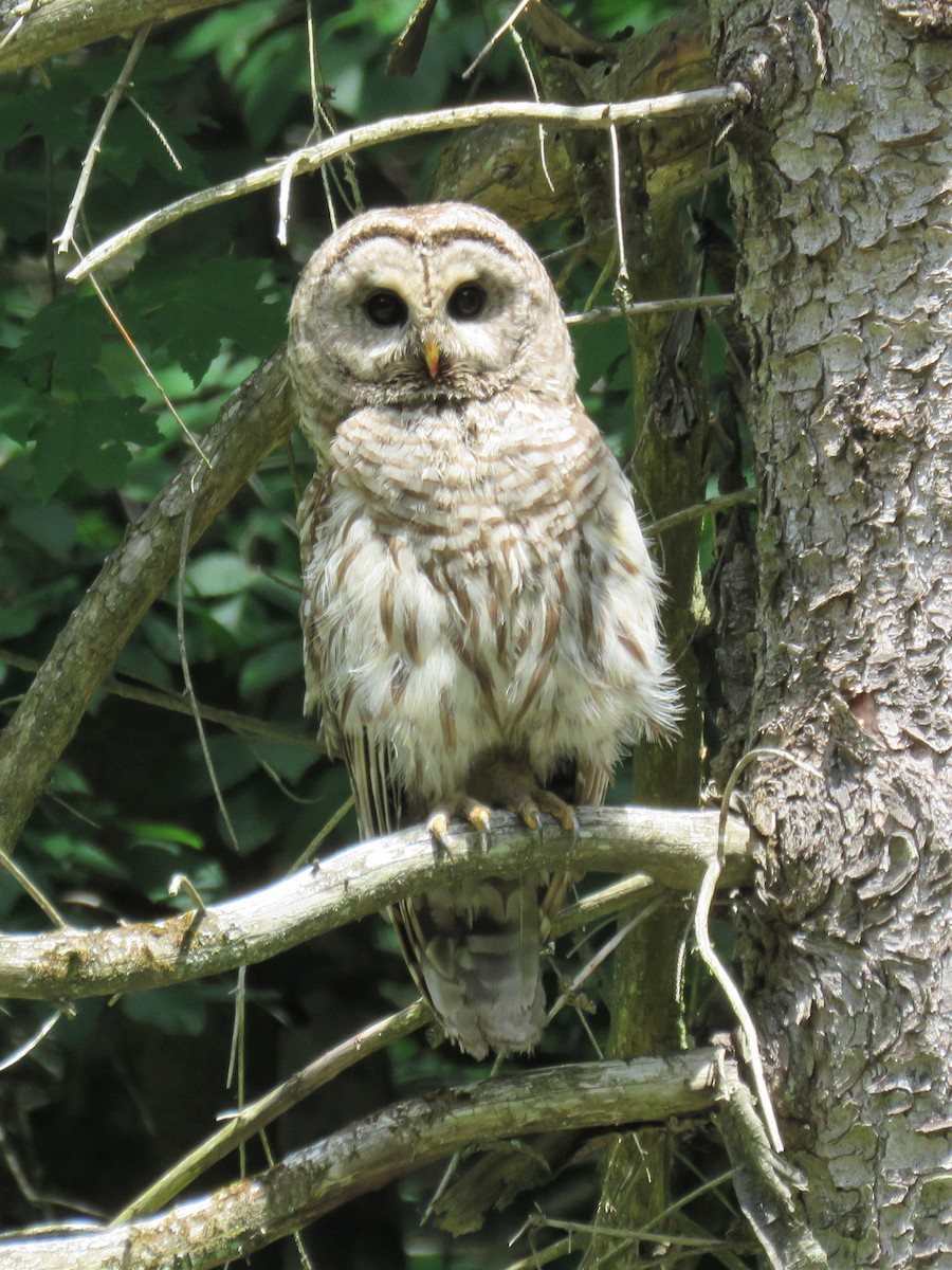 Barred Owl - ML249793441