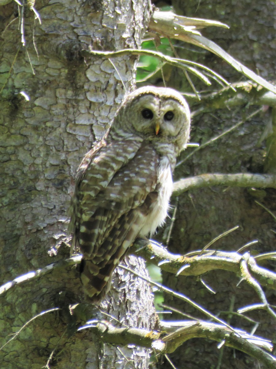 Barred Owl - ML249793531