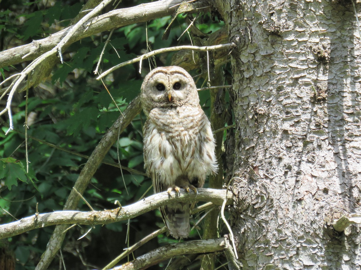 Barred Owl - ML249793571