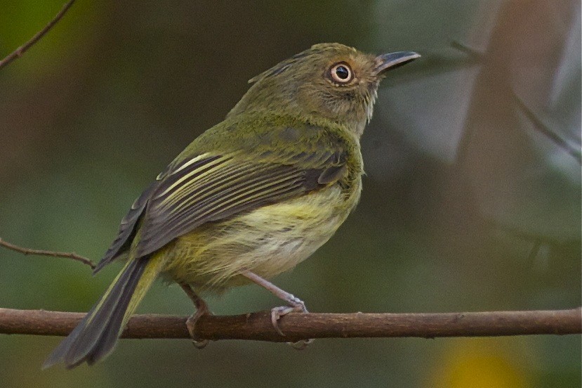 Helmeted Pygmy-Tyrant - ML249793611