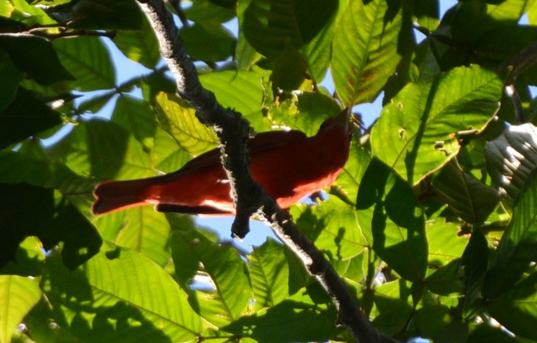 Summer Tanager - ML24979891