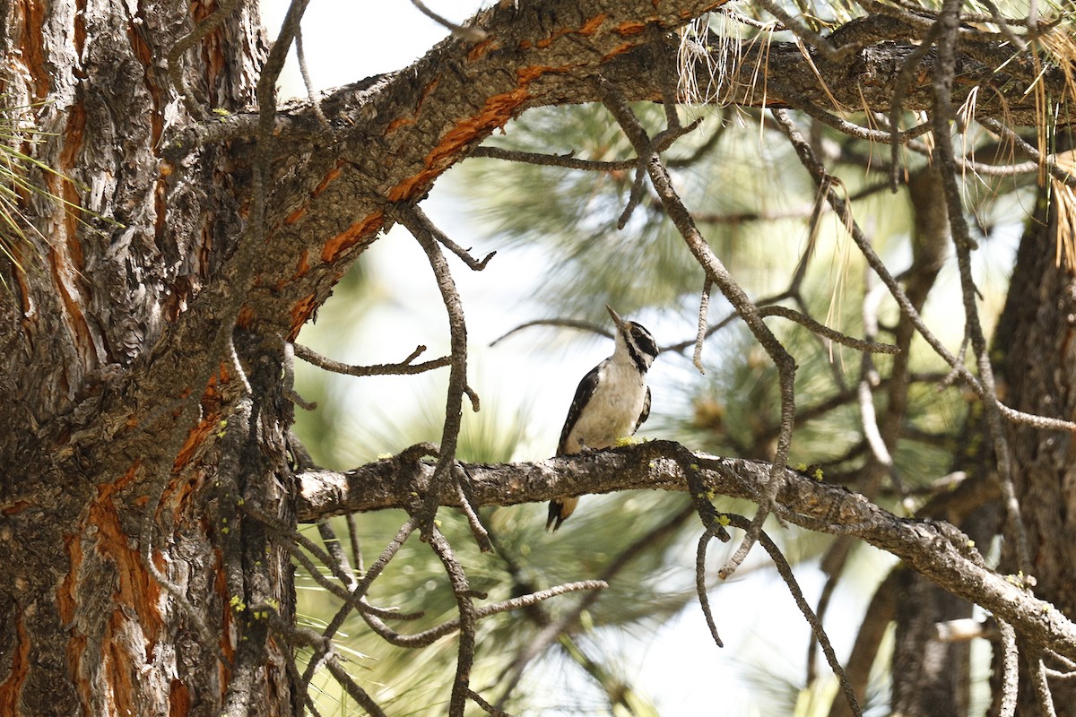 Hairy Woodpecker - ML249799551