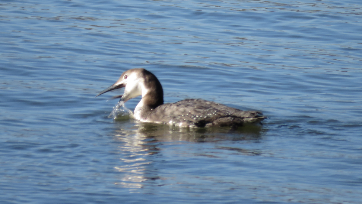 Common Loon - ML24980021