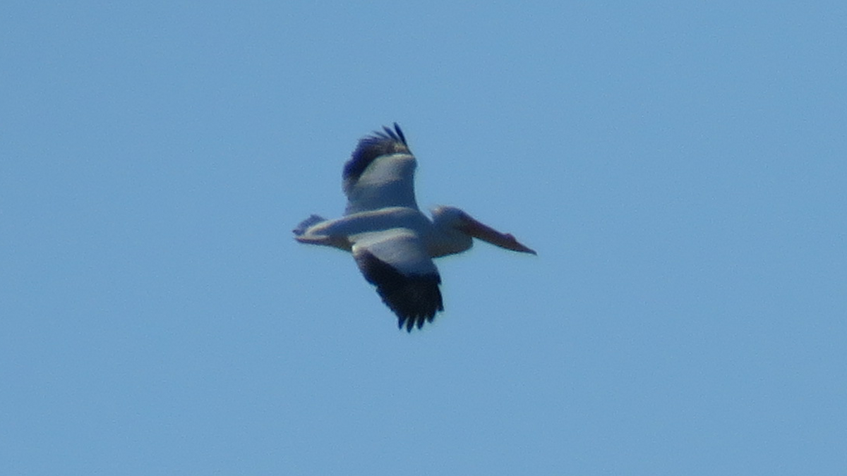 American White Pelican - ML24980061