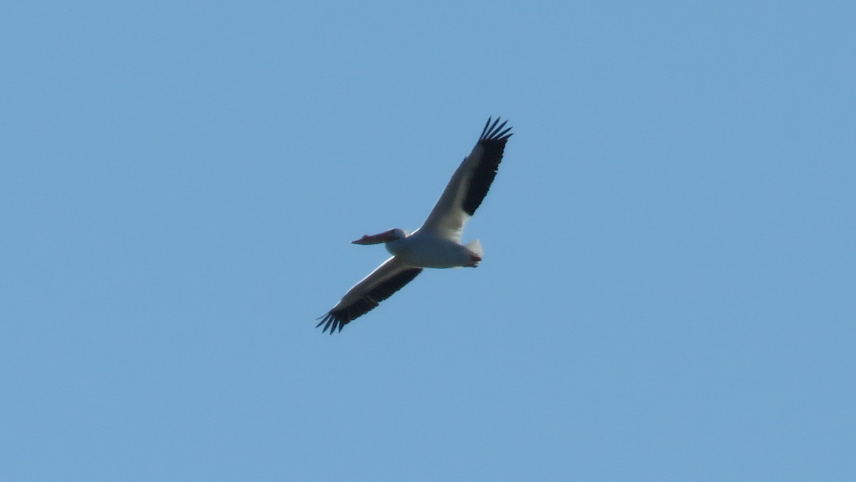 American White Pelican - ML24980071