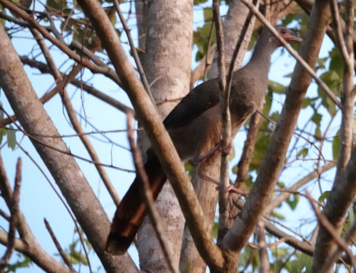 Chaco Chachalaca - Duston Larsen