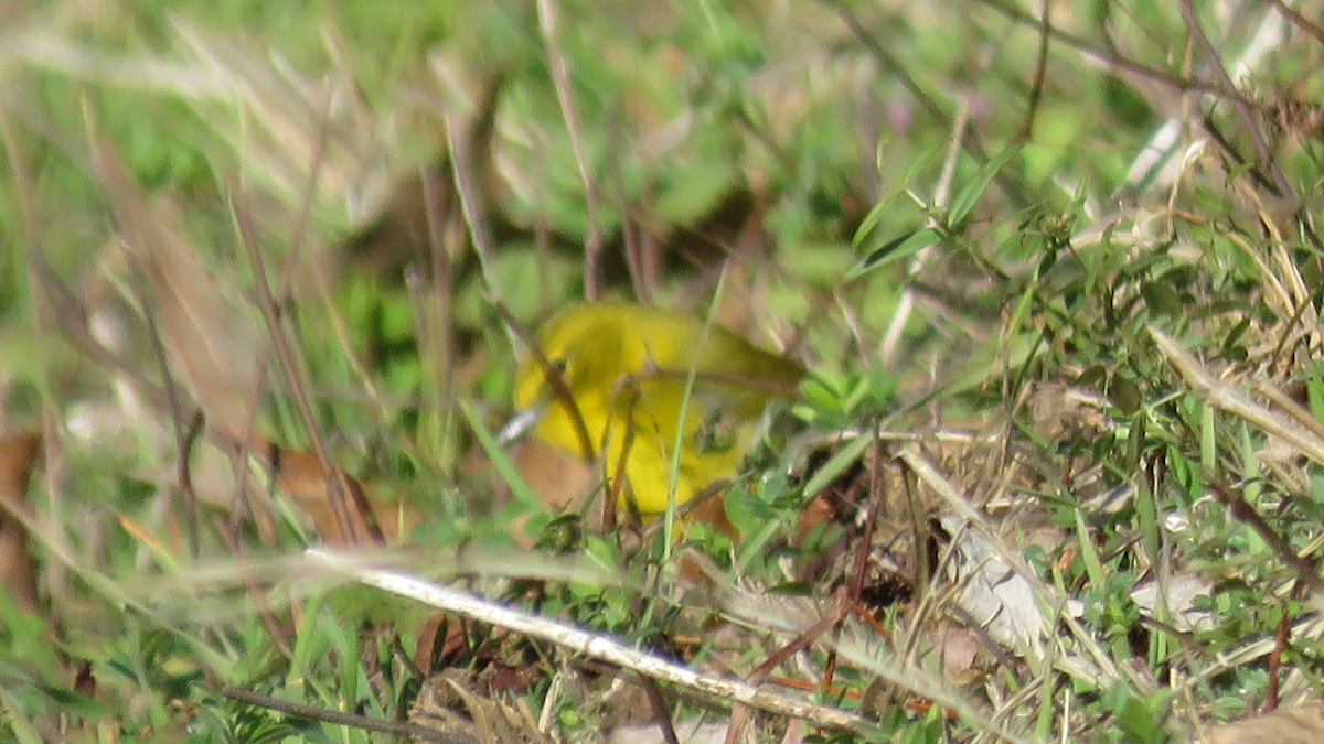 Pine Warbler - ML24980141