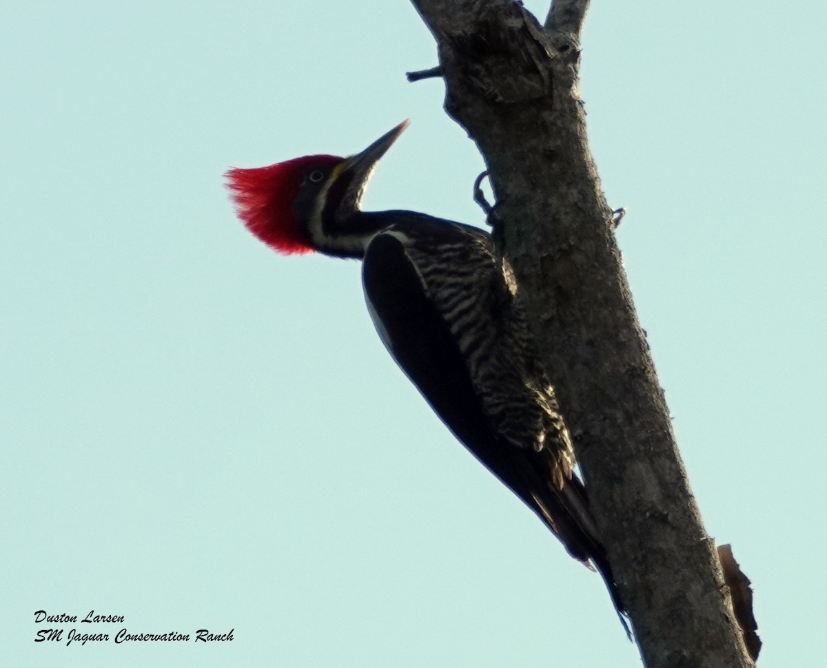 Lineated Woodpecker - ML249802001