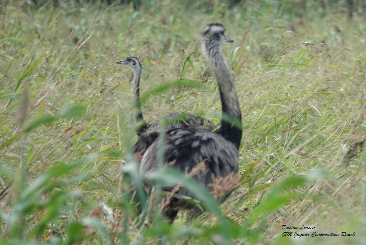 Greater Rhea - Duston Larsen