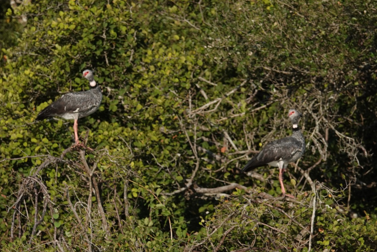 Southern Screamer - ML249803371