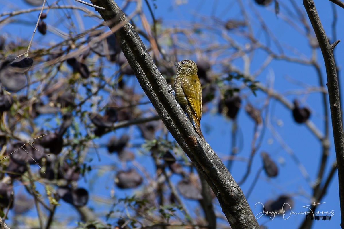 Dot-fronted Woodpecker - ML249803971