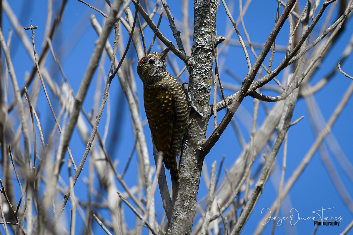 Dot-fronted Woodpecker - ML249803981