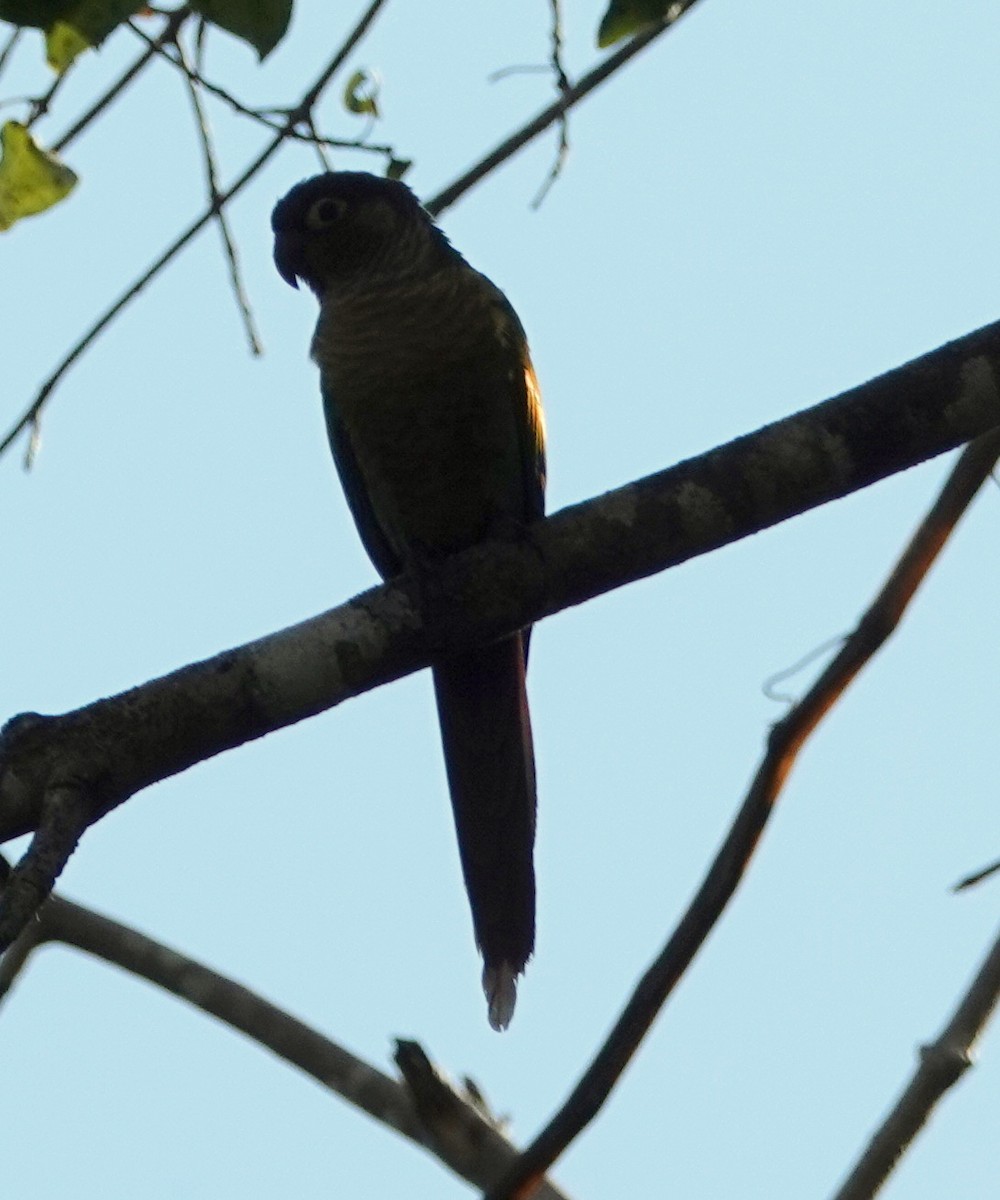 Green-cheeked Parakeet - ML249805091