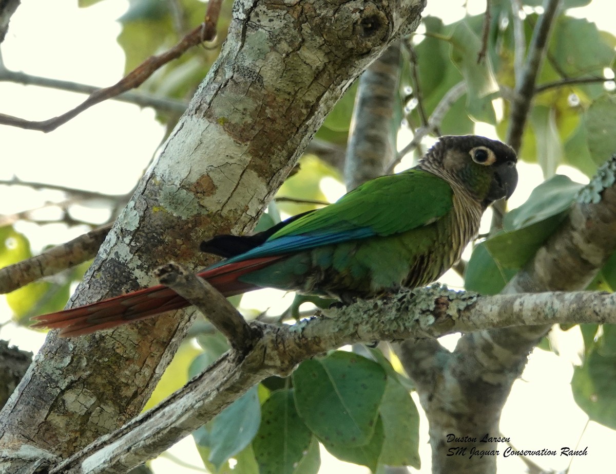 Green-cheeked Parakeet - ML249805191