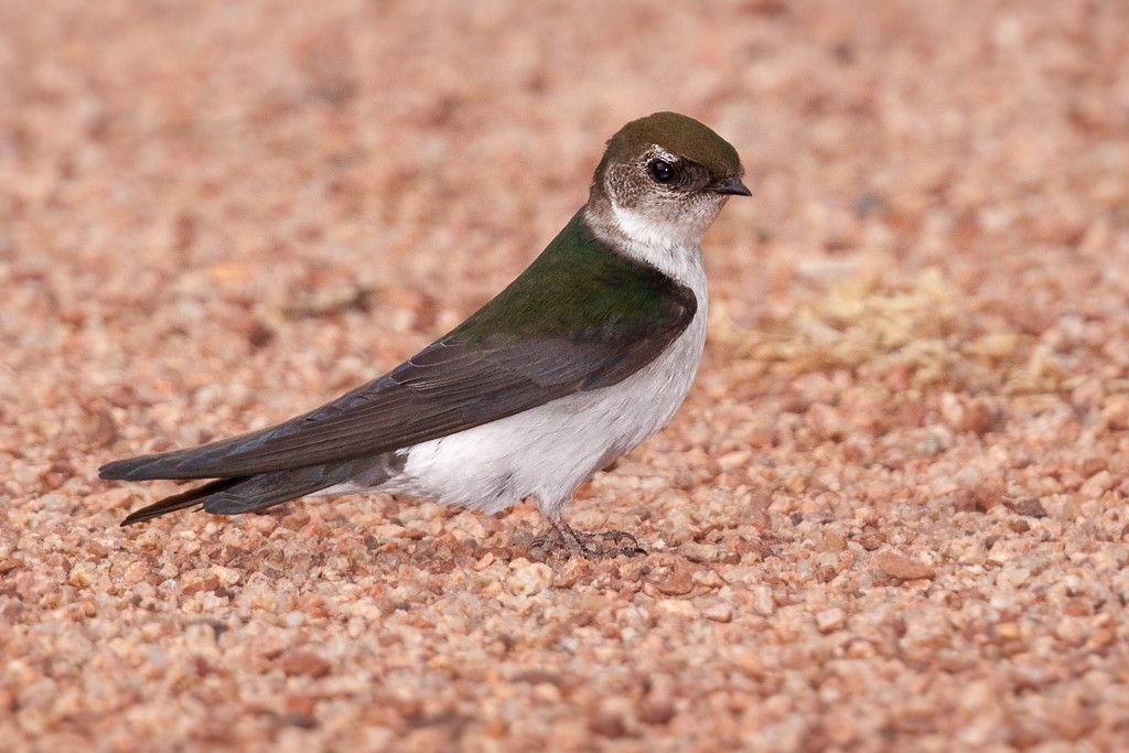 Violet-green Swallow - ML249809491
