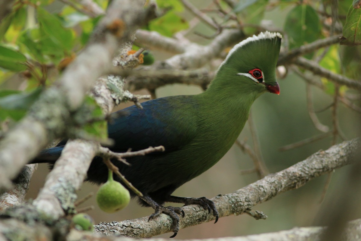 Knysna Turaco - ML249809931