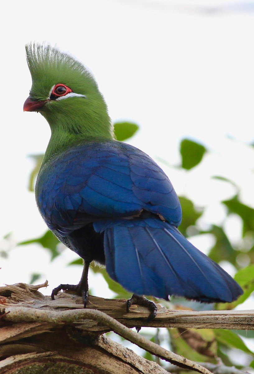 Knysna Turaco - John Diener