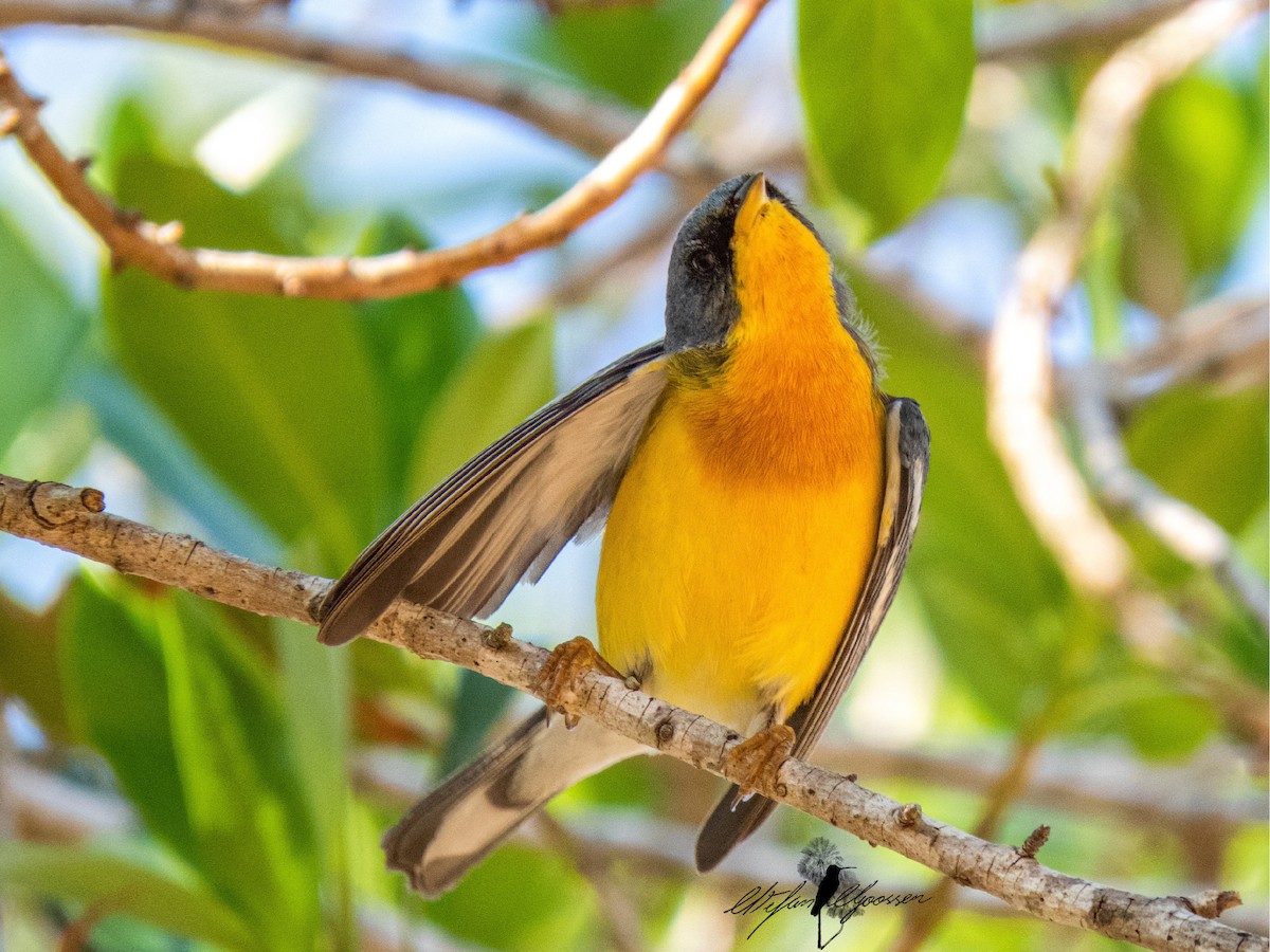 Tropical Parula - ML249814781