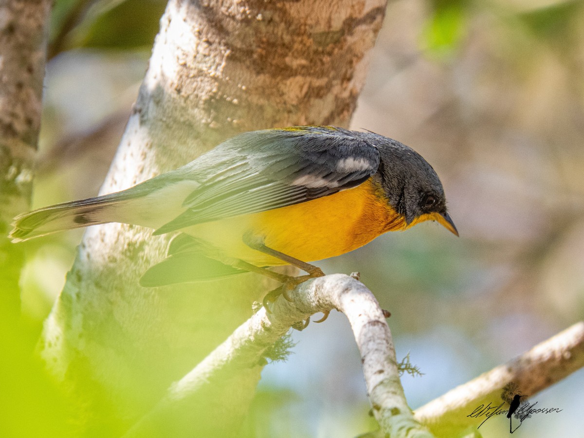 Tropical Parula - ML249815071