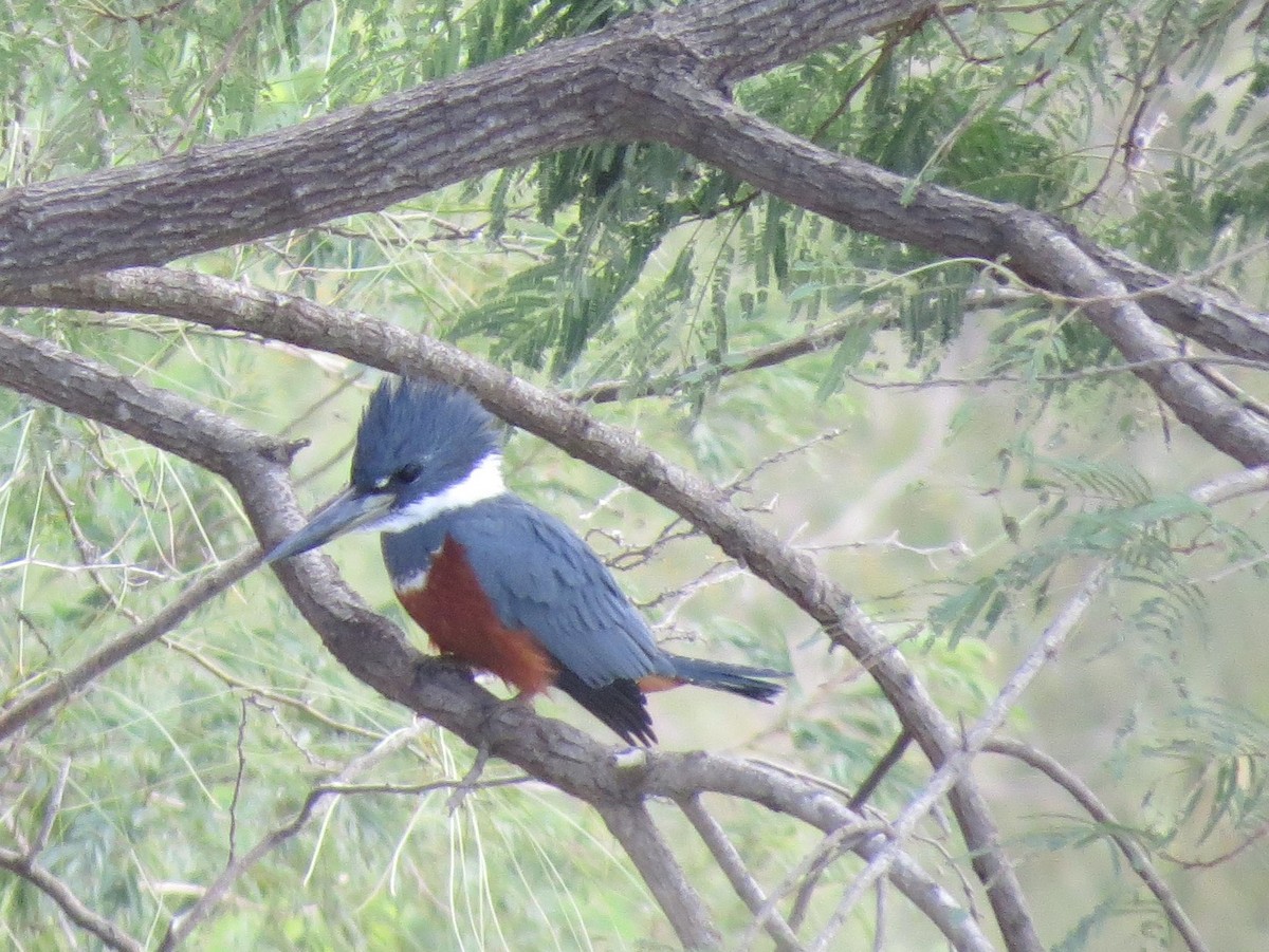 Ringed Kingfisher - ML249815431