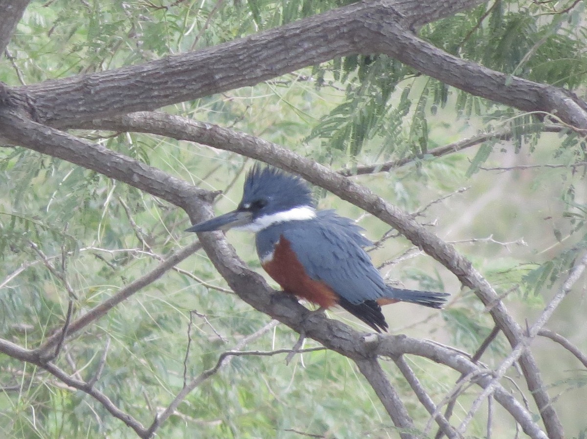Ringed Kingfisher - ML249815441
