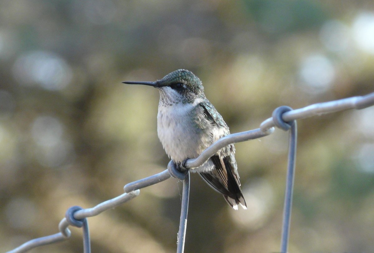 Ruby-throated Hummingbird - ML249815721